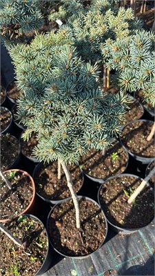 Picea pungens Kolar 4211 - фото 17499