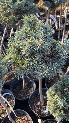 Picea pungens Harstel 4212 - фото 17501