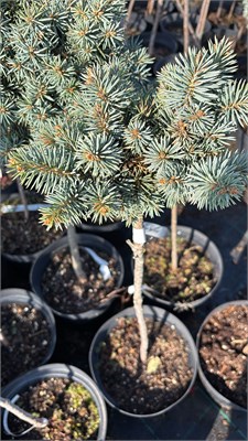 Picea pungens Blue Water 4213 - фото 17502