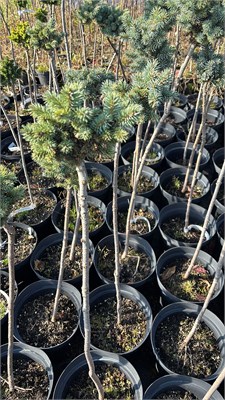 Picea pungens Brno2 4214 - фото 17503