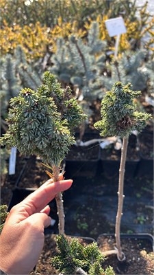 Picea omorica Galactica 4215 - фото 17504