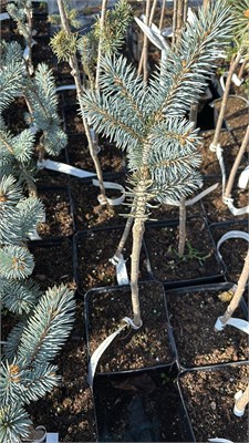 Picea pungens Mini Cola 4216 - фото 17505