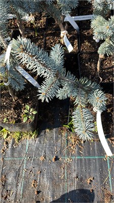 Picea pungens Schovenhorst 4217 - фото 17507