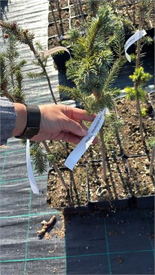 Picea sitchensis Tenas 4218 - фото 17510