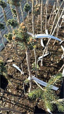 Picea pungens Missy 4219 - фото 17511