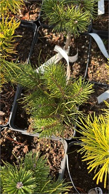 Pinus mugo Billabong 4220 - фото 17512