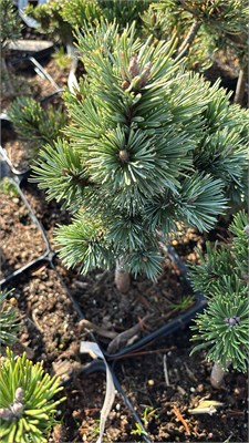 Pinus aristata Pluto 4221 - фото 17513