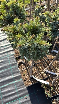 Picea sitchensis Uncle Wiley 4222 - фото 17514