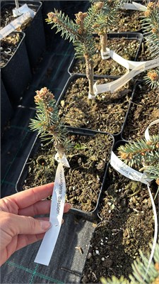 Picea pungens Bastion 4223 - фото 17515