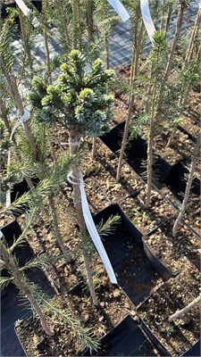 Picea omorika Picobello Sport 3 4224 - фото 17516