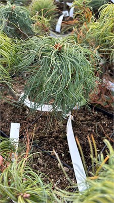 Pinus strobus Jims Curly Chest Hair 4225 - фото 17517