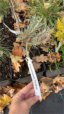 Pinus monophylla The Brat 4226 - фото 17518