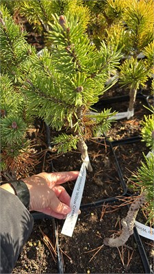 Pinus contorta Willow Creek 4227 - фото 17519