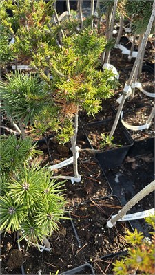 Pinus banksiana Potters WB 4228 - фото 17520