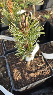 Pinus aristata Joes Bess 4229 - фото 17521