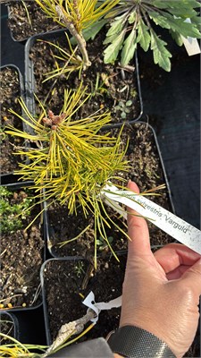 Pinus sylvestris Varguld 4230 - фото 17522