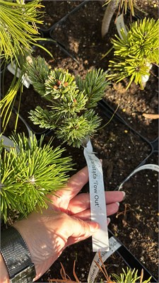 Pinus aristata Tow Out 4231 - фото 17523