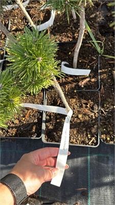 Pinus mugo Borkovice 4233 - фото 17525