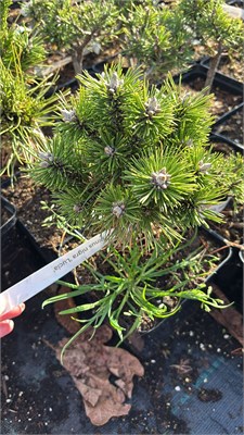 Pinus nigra Lucia 4234 - фото 17526