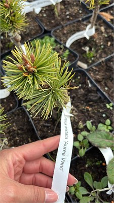Pinus aristata Aurea Vanc 4237 - фото 17529