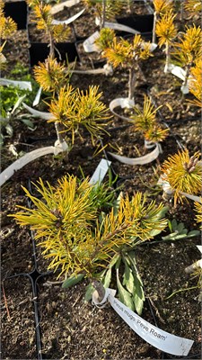 Pinus mugo Peve Roam 4238 - фото 17530