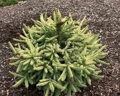 Ель обыкновенная Чаб (Picea abies Chub) 4241 - фото 17532