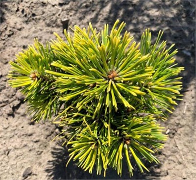Сосна горная Баттернат (Pinus mugo Butternut) 4242 - фото 17533