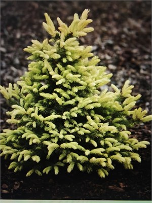 Picea pungens Margarita 4243 - фото 17534