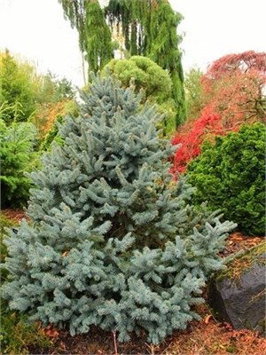 Picea pungens Donna's Rainbow 4246 - фото 17537