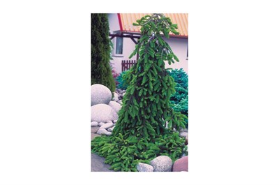 Пихта Вича Пендула (Abies veitchii Pendula) 4247 - фото 17544