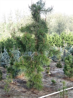 Сосна скрученная Пендула (Pinus contorta Pendula) 4250 - фото 17546