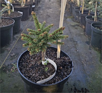 Picea abies Cmentarz 4251 - фото 17548