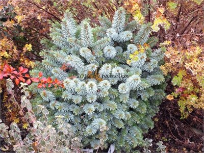 Picea sitchensis Pepoose 4254 - фото 17550