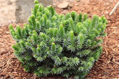 Picea omorica Berliner's Wepper 4257 - фото 17553