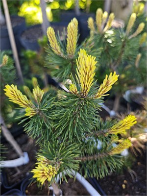 Сосна горная Фрости (Pinus mugo 'Frosty') 3840 - фото 17806