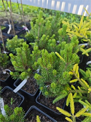 Сосна горная Вавел (Pinus mugo Wawel) 3850 - фото 17849