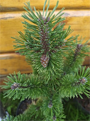 Pinus mugo Boskoop 4070 - фото 17883