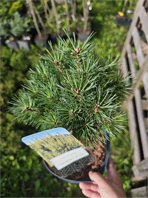 Сосна обыкновенная Чантри Блю (Pinus sylvestris Chantry Blue) 3767 - фото 17884