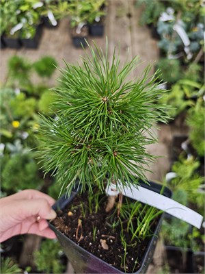 Pinus sylvestris Isaszeg 4157 - фото 17886