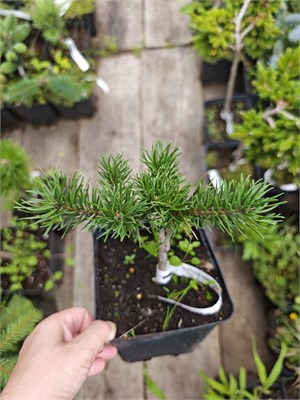 Pinus banksiana Hobi 4177 - фото 17889