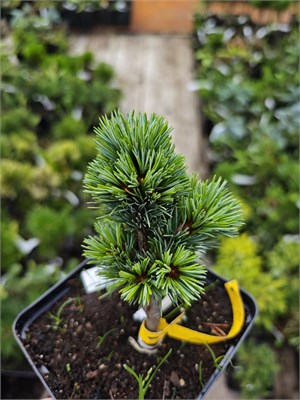 Pinus parviflora Pent Azume 4167 - фото 17892