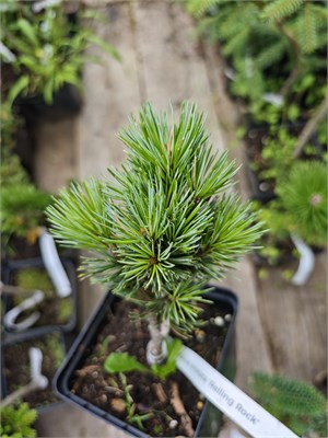 Pinus aristata Relling Rock 4308 - фото 17894