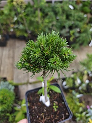 Pinus mugo Gnom WB 4174 - фото 17896