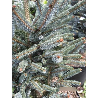 Picea glauca Blue Star 4319 - фото 17901