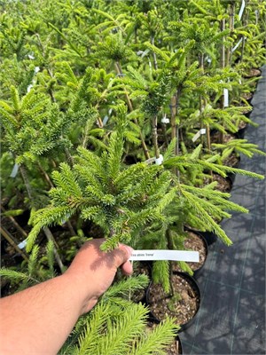 Picea abies Irena 4328 - фото 17912