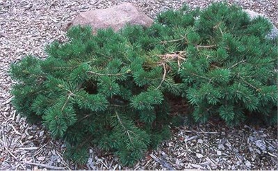Pinus sylvestris Hillside Creeper 4338 - фото 17922