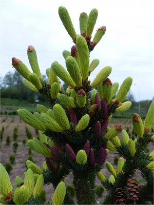Picea glauca Anusia 4357 - фото 17936