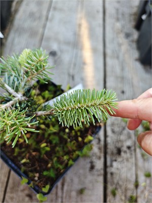 Abies koreana Tanya 4316 - фото 17943