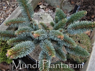Picea sitchensis Helios 4367 - фото 17949