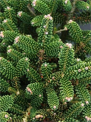 Abies koreana Oberon 4372 - фото 17952